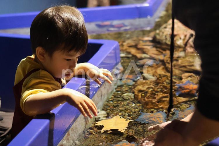 子供と水族館。触れる水族館で、ヒトデ触る 子供,２歳半,水族館の写真素材