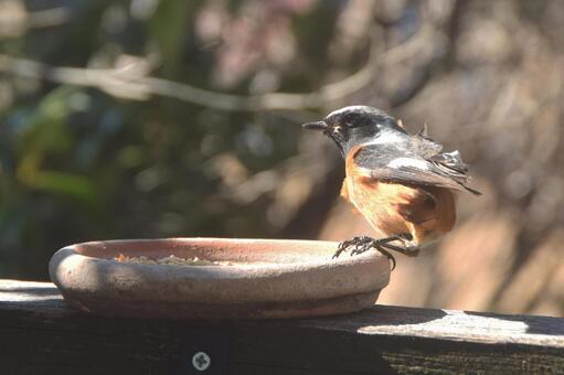 強い風に吹かれるジョウビタキ・冬の野鳥 ジョウビタキ,野鳥,冬の写真素材