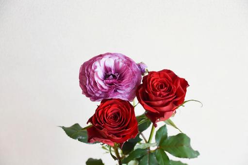 ラナンキュラスとばら 薔薇,バラ,赤の写真素材