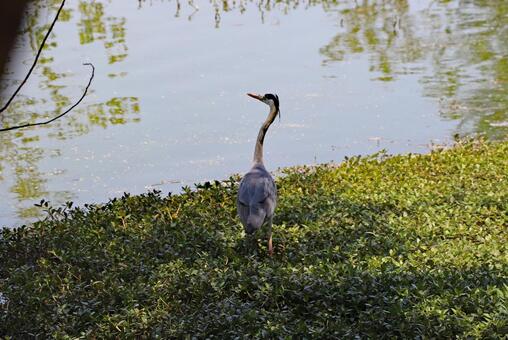 水辺のアオサギの写真