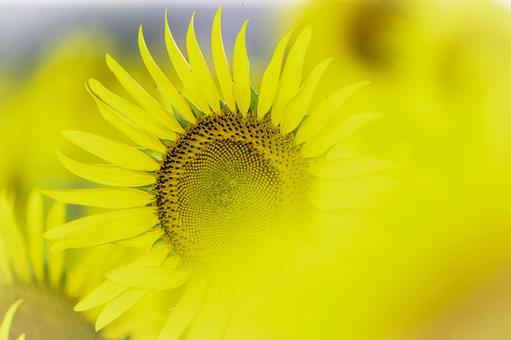 福岡-【柳川ひまわり園】 ひまわり,花,植物の写真素材