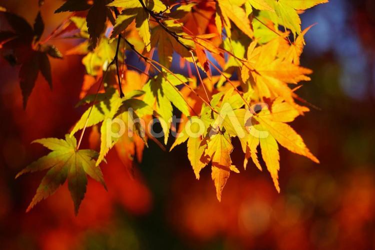 秋のイメージ2 自然,紅葉,鮮やかの写真素材