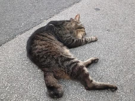 寝そべる 寝そべるの写真