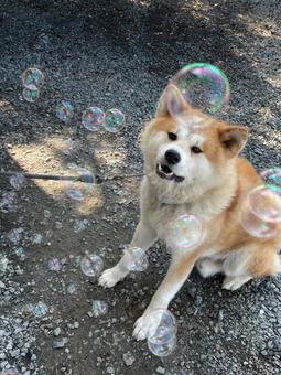 シャボン玉に戸惑う、秋田犬 秋田犬,犬,イヌの写真素材