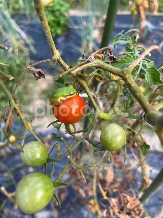 ミニトマトの上でくつろぐカエル トマト,自然,野菜の写真素材