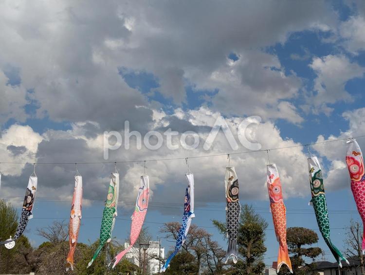 こいのぼり　鯉のぼり　青空 鯉のぼり,こいのぼり,こどもの日の写真素材