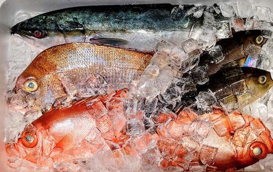 天然魚 天然魚の写真