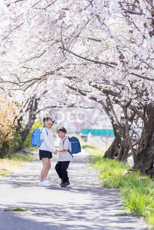 桜の木の下でじゃれ合う子ども 小学生,桜,春の写真素材
