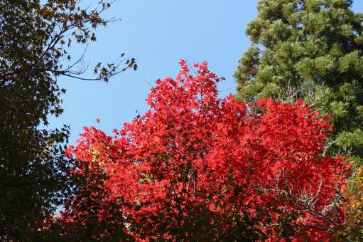 秋の紅葉-2 秋の紅葉-2の写真