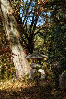 森の中の灯篭のある風景 風景,日本,自然の写真素材