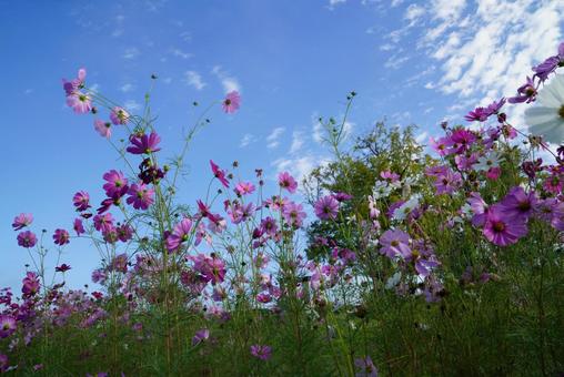 コスモス コスモス,秋,晴天の写真素材