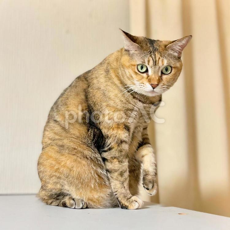 座って前足を持ち上げる茶キジ猫 猫,座る,茶の写真素材