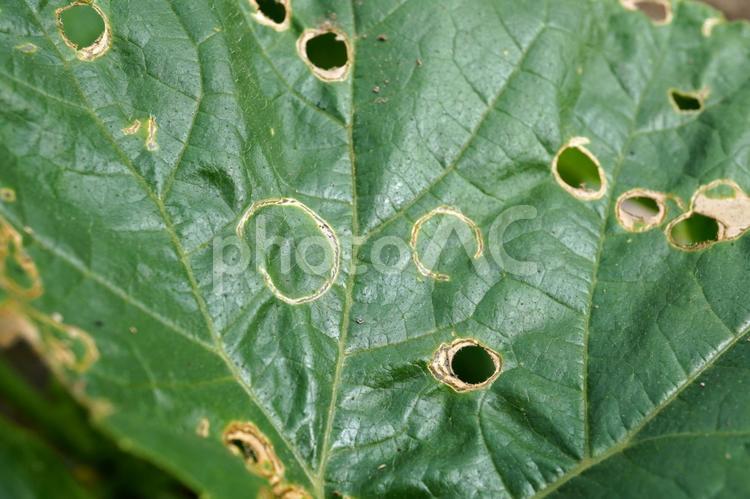 ウリハムシに食べられた葉（カボチャ）05 ウリハムシ,害虫,食害の写真素材
