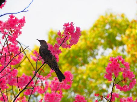陽光桜にとまるヒヨドリ 花,ヨウコウザクラ,鳥の写真素材