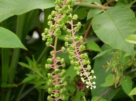 【植物写真】ヨウシュヤマゴボウ 【植物写真】ヨウシュヤマゴボウの写真
