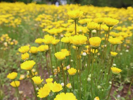 花 花の写真