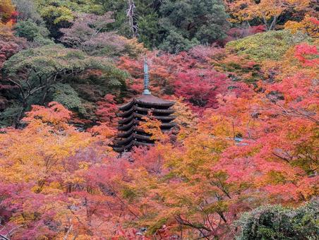 談山神社の紅葉 秋,紅葉,談山神社の写真素材
