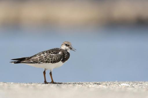 キョウジョシギ キョウジョシギ キョウジョシギ,野鳥,鳥の写真素材