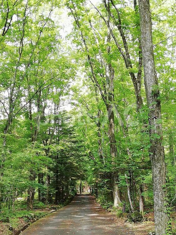 軽井沢新緑小径 軽井沢,新緑,緑の写真素材