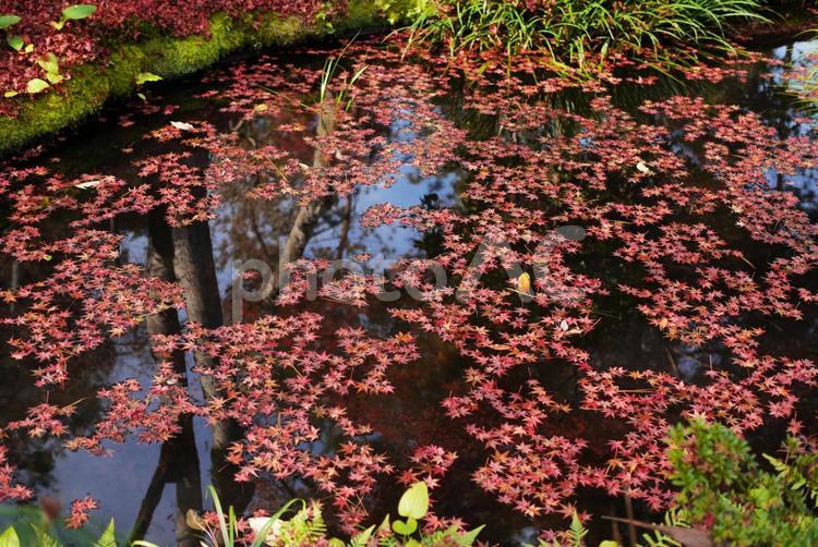 紅葉 紅葉,もみじ,秋の写真素材