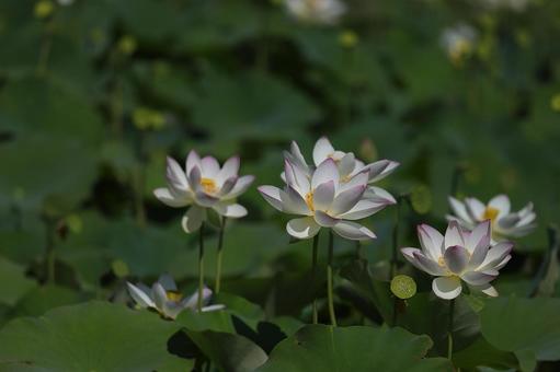 夏の日の花蓮⑦ 夏の日の花蓮⑦ 花蓮,蓮の花,夏の日の写真素材