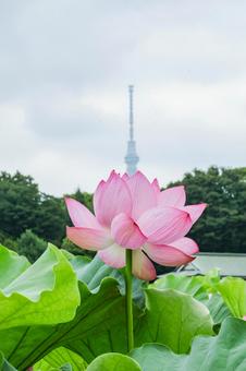 ハス ハス ハス,蓮,不忍池の写真素材