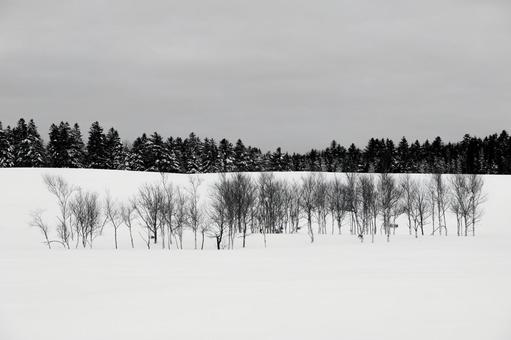 広大な雪原に佇む木立の冬景色 木立,林,白の写真素材
