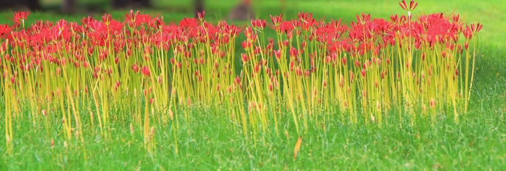 密生する彼岸花の写真