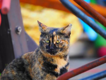 Cherry blossom cat in the harbor, JPG