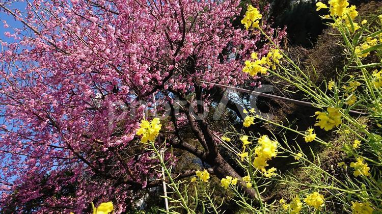 菜の花と桜 春,自然,花の写真素材