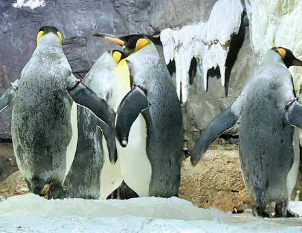 氷の上を歩くコウテイペンギンたち 皇帝ペンギン,ペンギン,動物園の写真素材