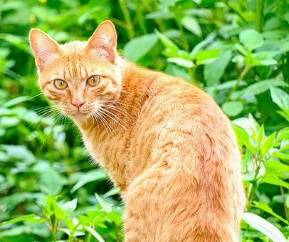 Cat staring at me, JPG Cat staring at me, JPG