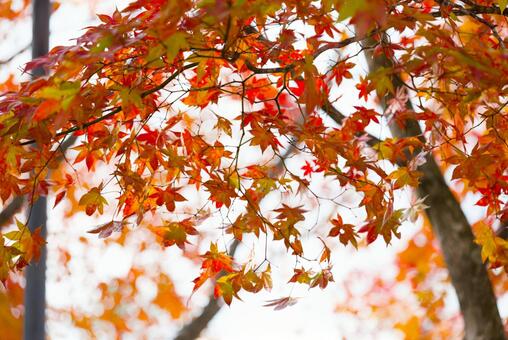 清水公園の紅葉 清水公園の紅葉,紅葉,清水公園の写真素材