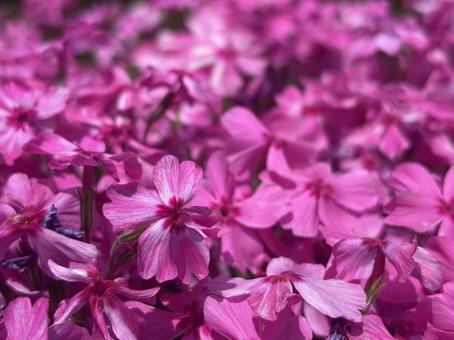 Moss Phlox, JPG Moss Phlox, JPG