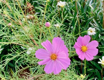 ピンク色のコスモス達 コスモス,花,鮮やかの写真素材