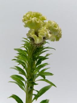 グリーンのケイトウの花 グリーンのケイトウの花の写真