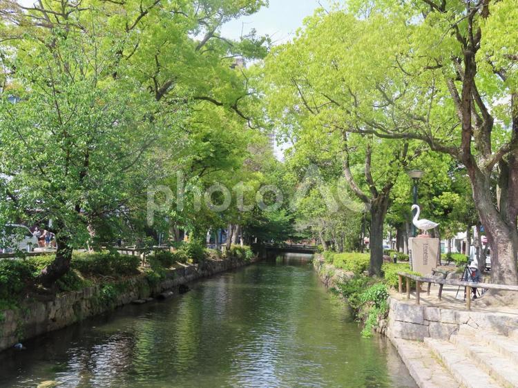 岡山　西川　新緑 5月,春,岡山の写真素材