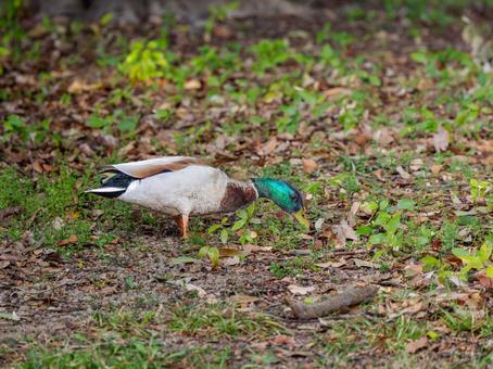 地面を歩くマガモのオス 地面を歩くマガモのオスの写真