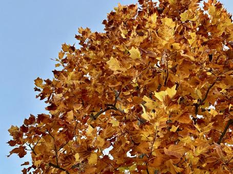 紅葉したカエデの木 秋,紅葉,カエデの写真素材