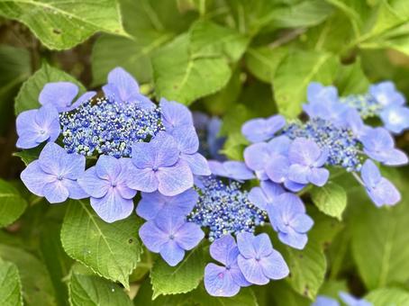紫陽花 紫陽花の写真