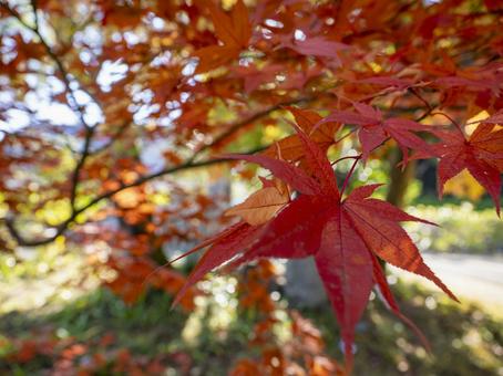 陽に透ける紅の葉 陽に透ける紅の葉 紅葉,もみじ,秋の写真素材