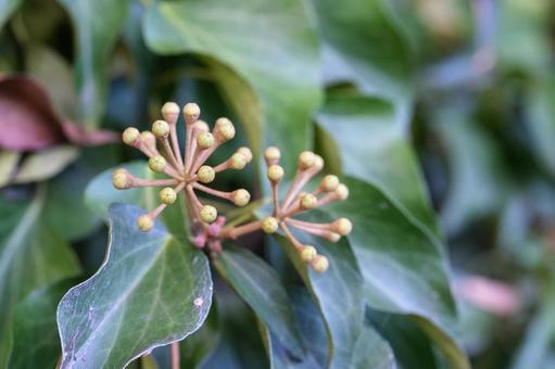 セイヨウキヅタ セイヨウキヅタ,ウコギ科,アイビーの写真素材