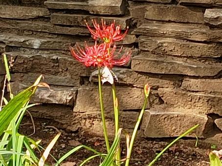 曼珠沙華にとまるアゲハ蝶 曼珠沙華にとまるアゲハ蝶の写真