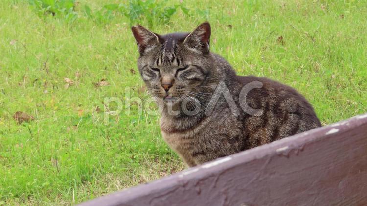 ベンチの向う側でポーズを取るあざとい猫様 猫,キジトラ,お座りの写真素材