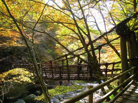奥祖谷の二重かずら橋（紅葉シーズン） かずら橋,二重かずら橋,紅葉の写真素材