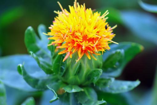 Photo, safflower hata, safflower, red, 