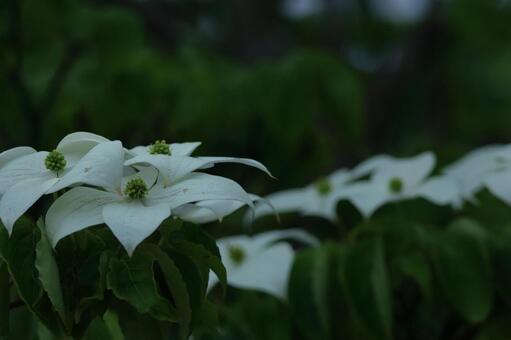 庭のシンボルツリー ヤマボウシ,山法師,花の写真素材