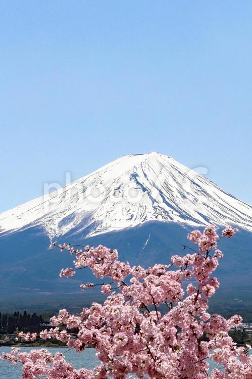 満開の桜の花越しに臨む冠雪の富士山 富士山,青空,雪の写真素材