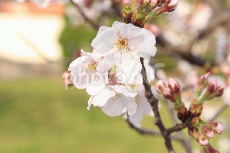 桜咲く1【春の風景】 桜,さくら,サクラの写真素材