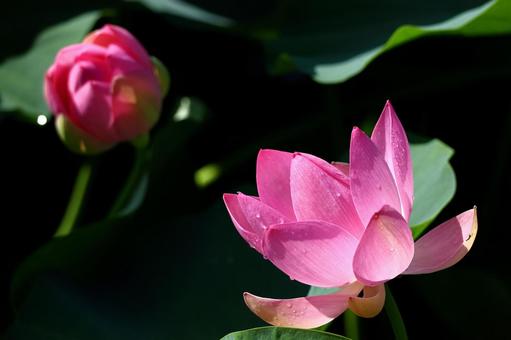 神聖な花 神聖な花 ハス,花,ハス科の植物の写真素材